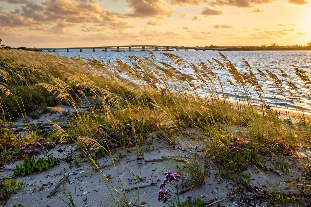 Longboat Key shoreline at golden hour — sea oats, dunes, and the causeway bridge over the water